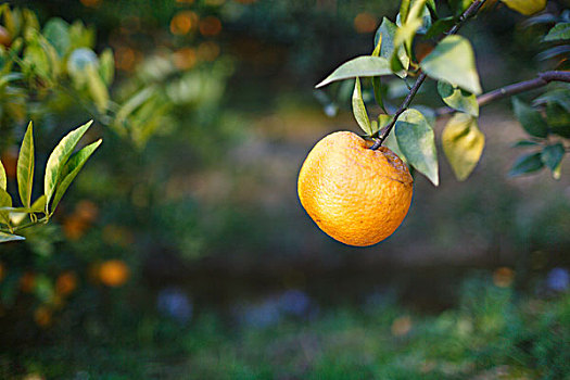 orangesgrowingontree