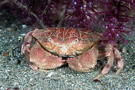 精彩,红色,螃蟹,科莫多国家公园,印度尼西亚