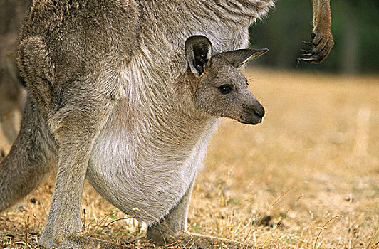大灰袋鼠,灰袋鼠,雌性,幼兽,育儿袋,澳大利亚