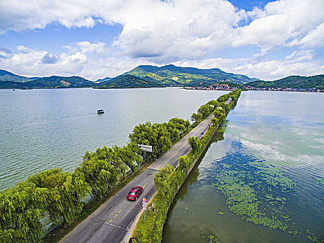 道路,公路,树林