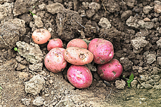 年轻,红色,土豆,地上