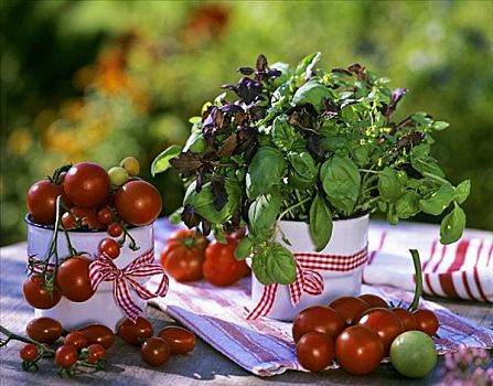 西红柿,罗勒,绿色,热那亚