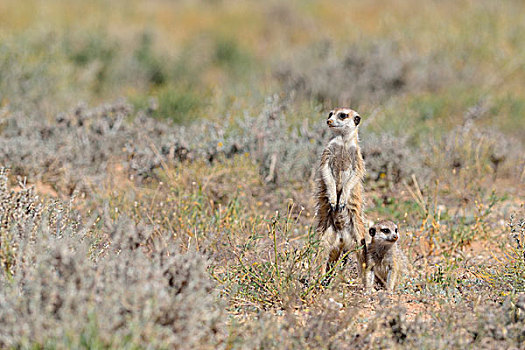 猫鼬,成年,雄性,专注,幼兽,卡拉哈迪大羚羊国家公园,北开普,南非,非洲