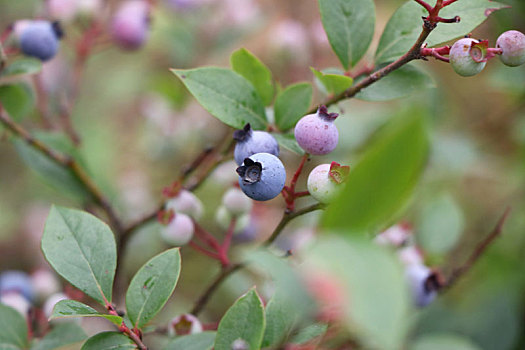 蓝莓树上的蓝莓