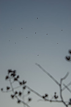鸟,鹰,蓝天,盘旋,好多,树枝,太阳梦想,翅膀,羽毛
