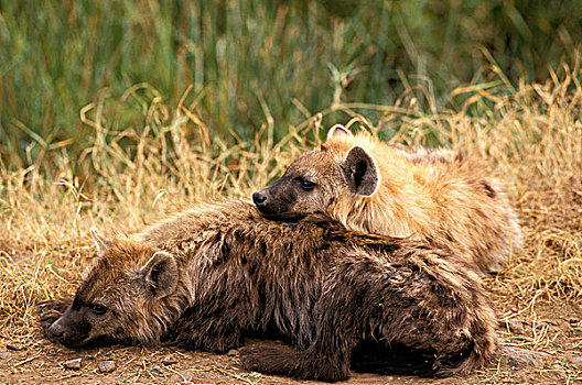斑鬣狗,睡觉,马赛马拉,公园,肯尼亚