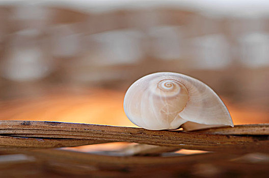 蜗牛壳,细枝