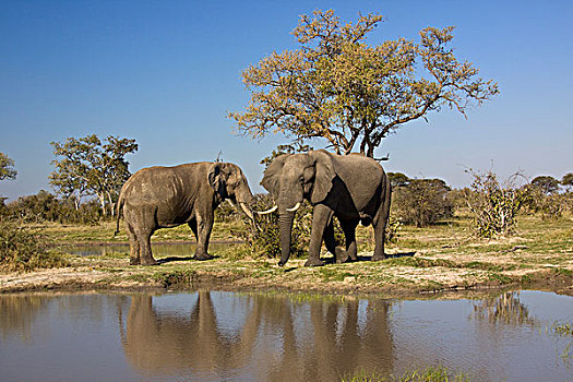 非洲,大象,自然,水坑,萨维提,博茨瓦纳