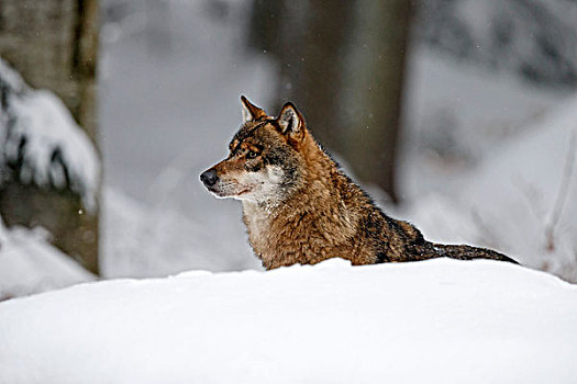 欧洲,狼,巴伐利亚森林国家公园,巴伐利亚,德国,俘获