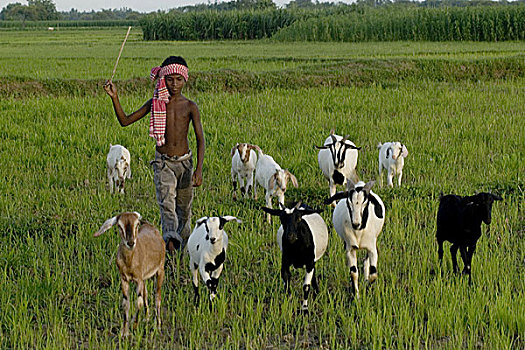 乡村,孩子,山羊,草场,孟加拉,六月,2007年,黑色,状况,牲畜,抬起,区域