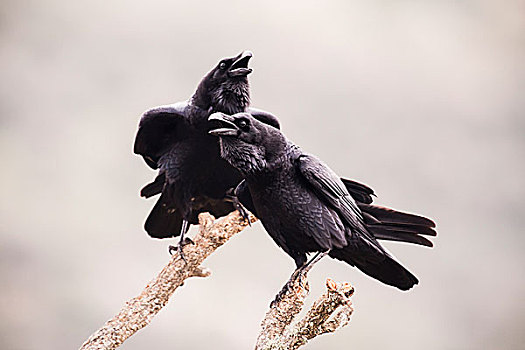 大乌鸦,渡鸦,成年,一对,栖息,枝条,叫,埃斯特雷马杜拉,西班牙,欧洲