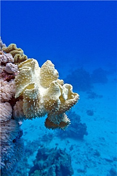 珊瑚礁,黄色,软珊瑚,蘑菇,皮革,仰视,热带,海洋,蓝色背景,水,背景