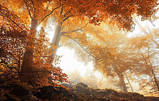 树,景色,模糊,树林,秋天