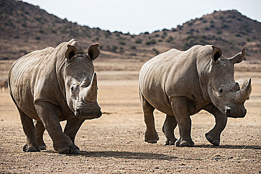 白犀牛,自然保护区,南非
