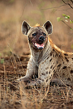 斑鬣狗,成年,躺着,地面,动物,看,克鲁格国家公园,南非,非洲