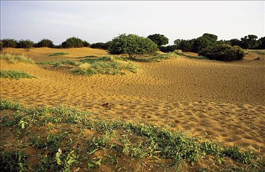 马里,沙丘,植被