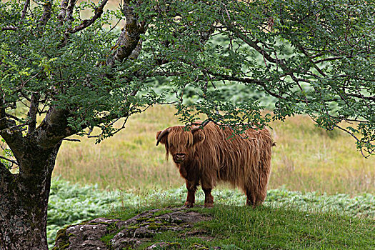 高原牛,站立,苏格兰