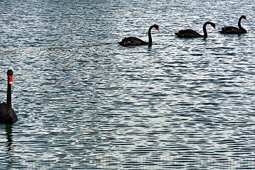 东湖的四只黑天鹅