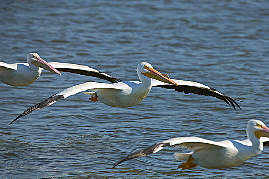 白色,鹈鹕,飞行,美洲白鹈鹕,湿地,佛罗里达,美国