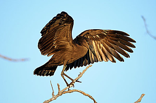 鸟,陆地,枝条,南卢安瓜国家公园,赞比亚,非洲