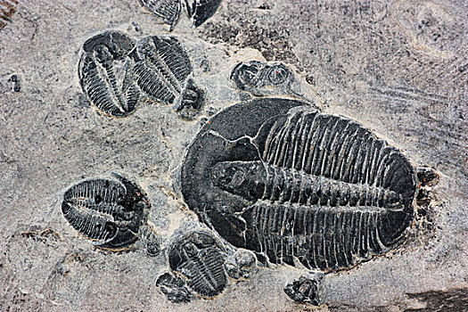 三叶虫,化石