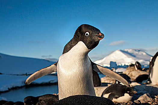 南极,阿德利企鹅,站立,栖息地,海峡,日落,春天,晚间