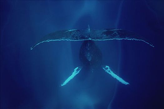 驼背鲸,大翅鲸属,鲸鱼,唱,毛伊岛