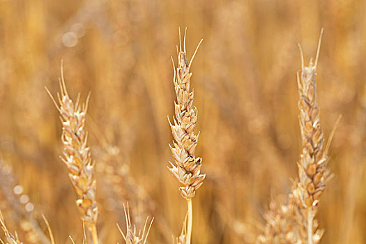 特写,成熟,头部,小麦,艾伯塔省,加拿大