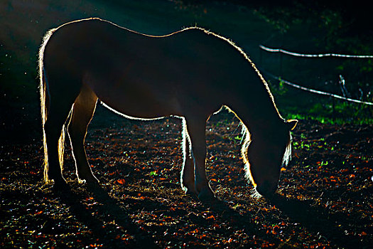 马,逆光,草场,山谷,图林根州,德国,欧洲
