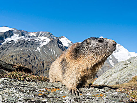 阿尔卑斯山土拨鼠,旱獭,陶安,靠近,奥地利,九月,大幅,尺寸