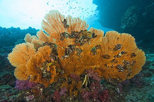 深潜,苏梅岛,国家,海洋公园,北方,斯米兰群岛,泰国