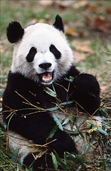 熊猫,坐,生手,棍,大熊猫