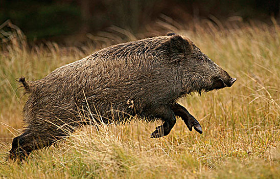 野猪,捷克共和国,欧洲