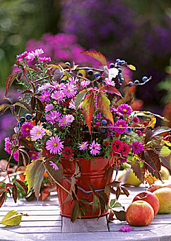 米迦勒雏菊,紫苑属,地锦属