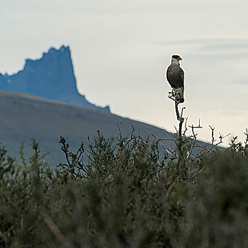 秃鹫,栖息,树上,托雷德裴恩国家公园,巴塔哥尼亚,智利