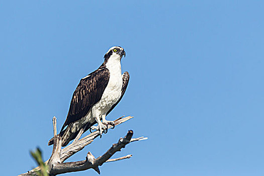 鱼鹰,坐在树上,国家野生动植物保护区,萨尼伯尔岛,佛罗里达,美国,北美
