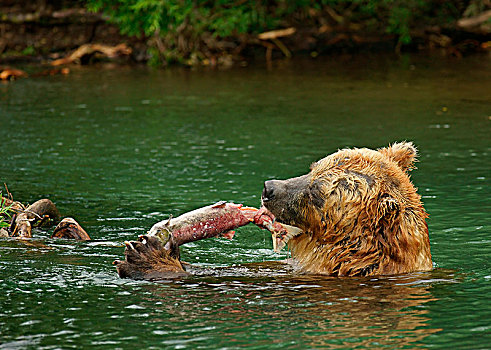棕熊,吃,三文鱼,水中,湖,堪察加半岛,俄罗斯,欧洲