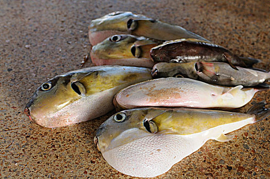 毛里塔尼亚,中央市场,鱼,出售