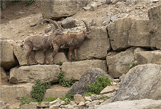两个,阿尔卑斯野山羊,石头,氛围