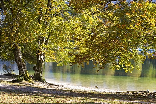 古树,湖,斯洛文尼亚
