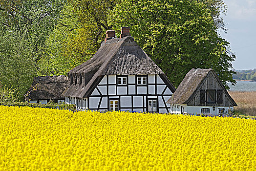 半木结构房屋,茅草屋顶,靠近,油菜地,石荷州,德国,欧洲