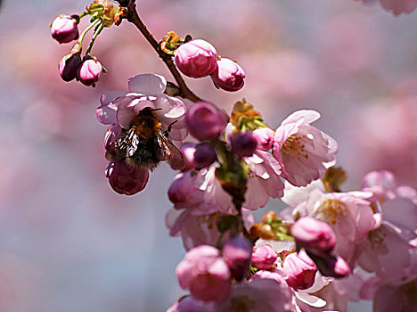 蜜蜂,樱花,特写