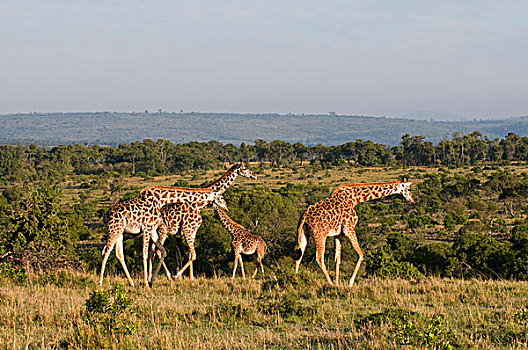 马赛长颈鹿,长颈鹿,乞力马扎罗山,马赛马拉国家保护区,肯尼亚,非洲