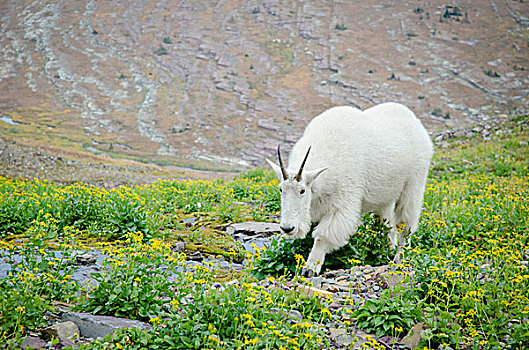 石山羊,雪羊,溪流,靠近,隐藏,湖,小路,冰川国家公园,世界遗产,凯利斯贝尔,蒙大拿