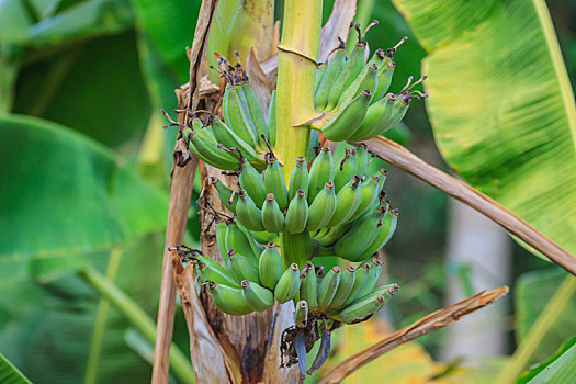 香蕉,泰国,种植