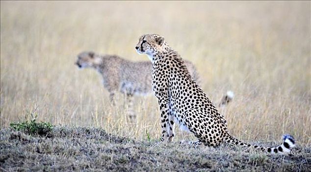 印度豹,猎豹,亮光,白天,肯尼亚,东非