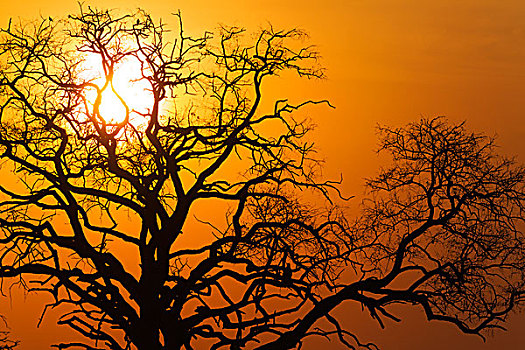 日落,乔贝国家公园,博茨瓦纳,非洲