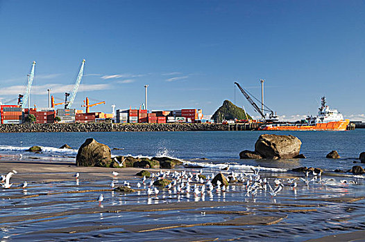 海鸥,港口,塔拉纳基,新,普利茅斯,北岛,新西兰