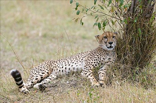 印度豹,猎豹,卧,影子,马赛马拉国家保护区,肯尼亚,东非
