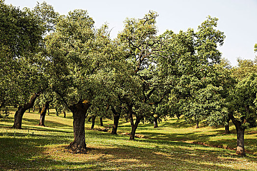 草场,圣栎,冬青栎,阿拉塞纳,韦尔瓦省,安达卢西亚,西班牙,欧洲